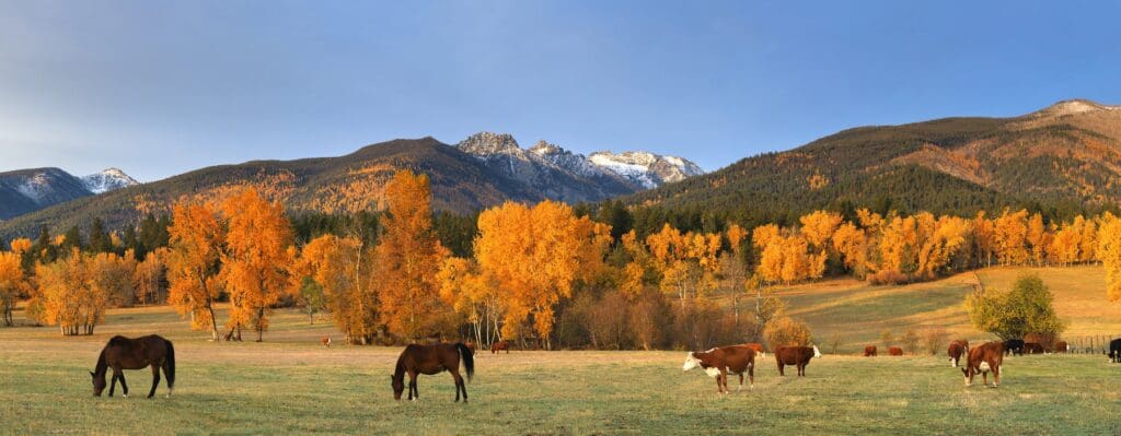 Two horses graze in a Montana field with autumn trees and the snow-capped Bitterroot mountains in the background. This is an example of Ravalli County, Montana real estate.